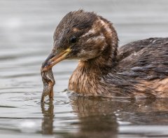 Carl Lane - Little Grebe with Frog - Highly Commended.jpg